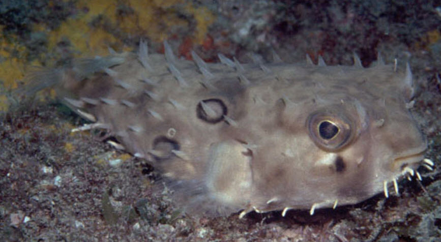 Chilomycterus spinosus_03.jpg